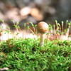 Moss&Mushroom