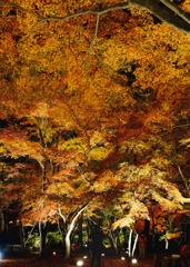 黄金天井