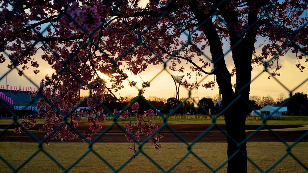 運動公園の桜