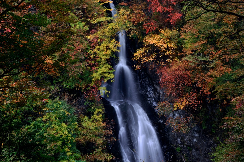 明け方の紅葉