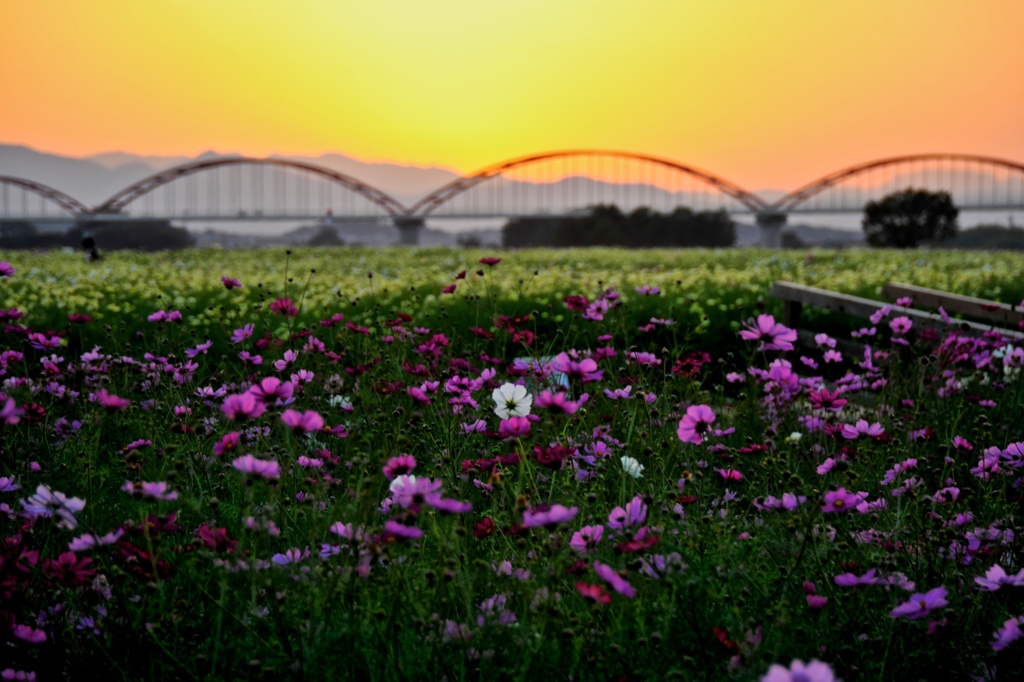 コスモスと夕景