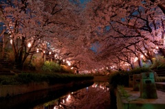 夜桜