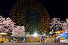 夜桜_遊園地