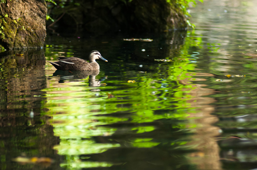 カモと水面