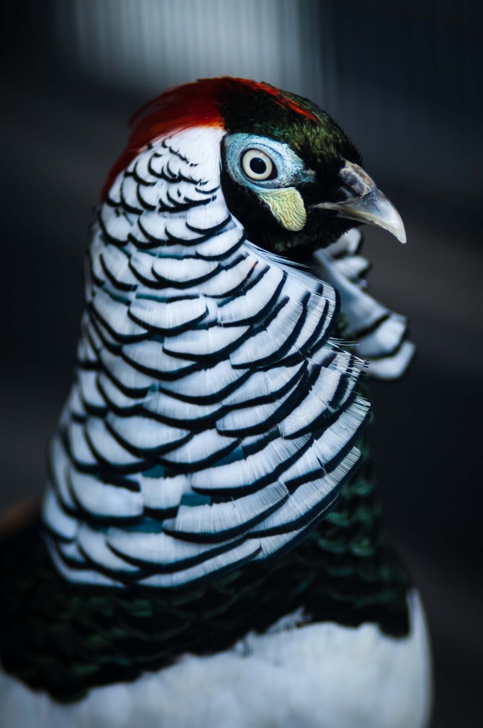 DSC_9067