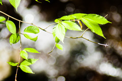 活気溢れる木漏れ日