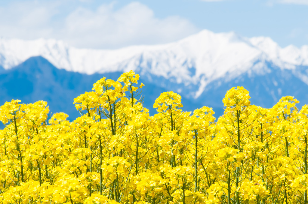 盆地の花畑