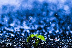 生命が輝くとき