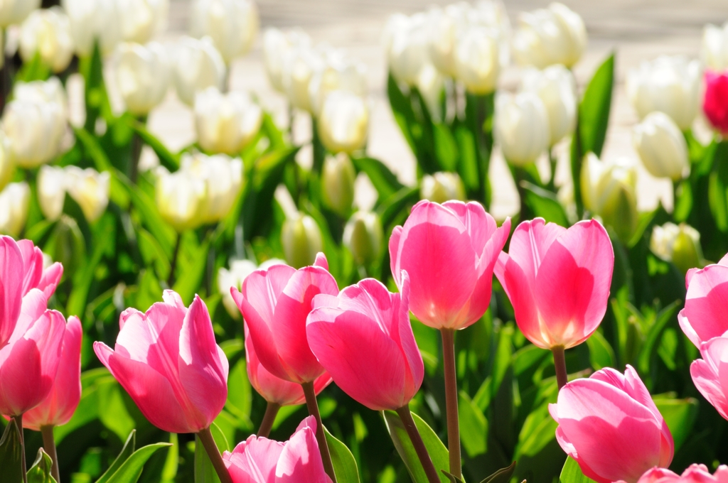 チューリップ畑