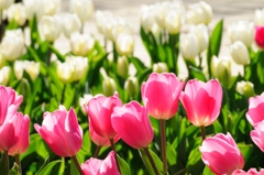 チューリップ畑