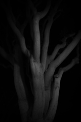 悪霊棲まう怪樹