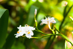 緑の中に映える