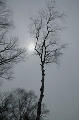 枯れ木の幻想