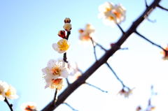 蒼に白梅