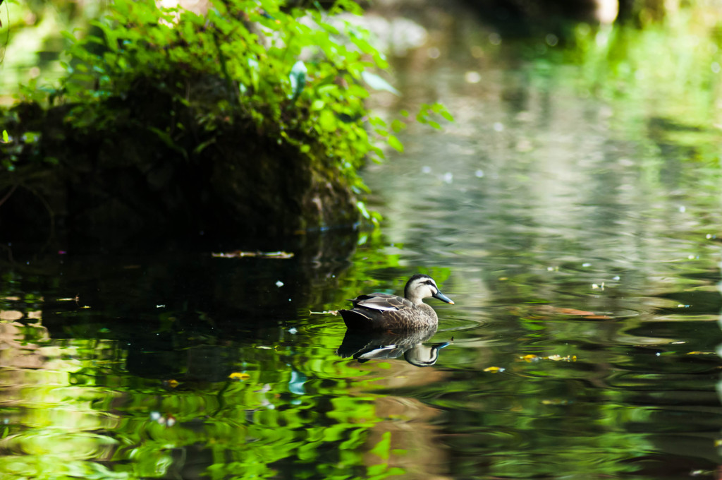 カモと水面