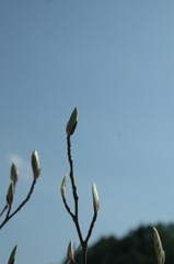 伸