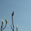 伸