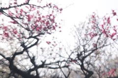 春の現夢