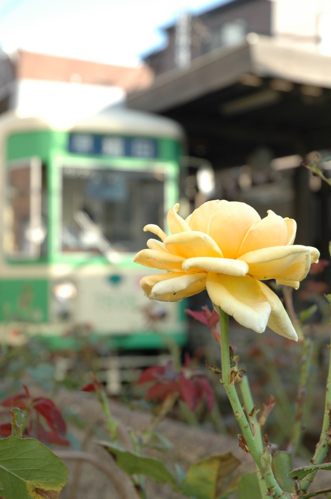 下町に咲く