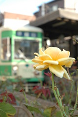 下町に咲く