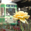 下町に咲く