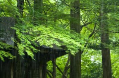 雨の神社