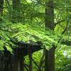 雨の神社