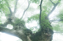 金山の神木大欅