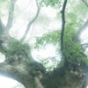 金山の神木大欅