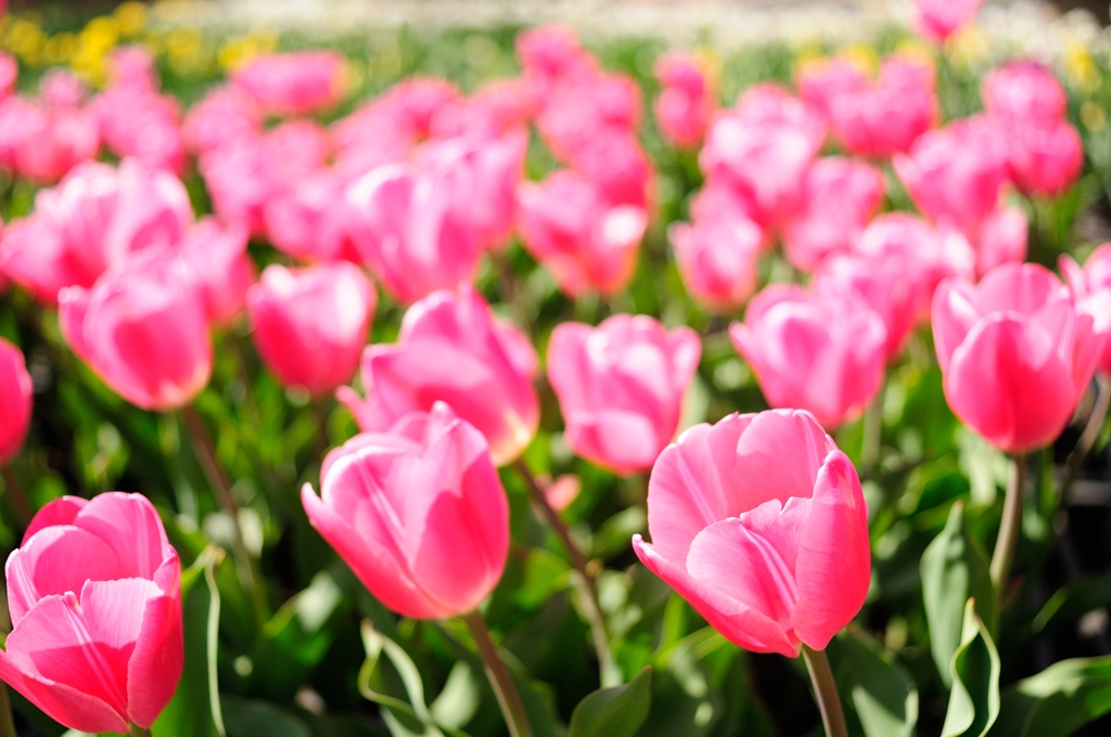 チューリップ畑