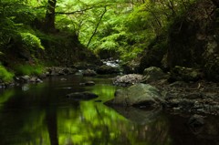 渓流に佇む