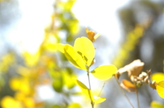 柔光