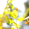 柔光