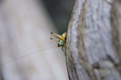 中国・張家界のバッタ