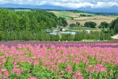 花畑の向こう...