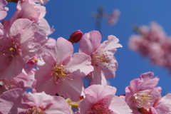 河津桜