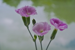 テーブルの花