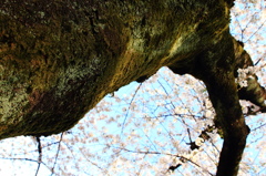 桜の木