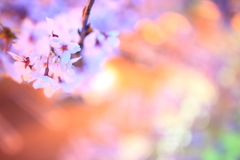 パチ屋の桜