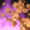 田無タワーに桜