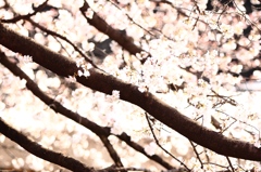 光る桜