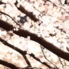 光る桜