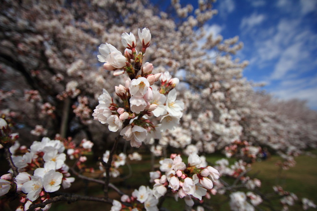 小金井公園の桜