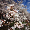 小金井公園の桜