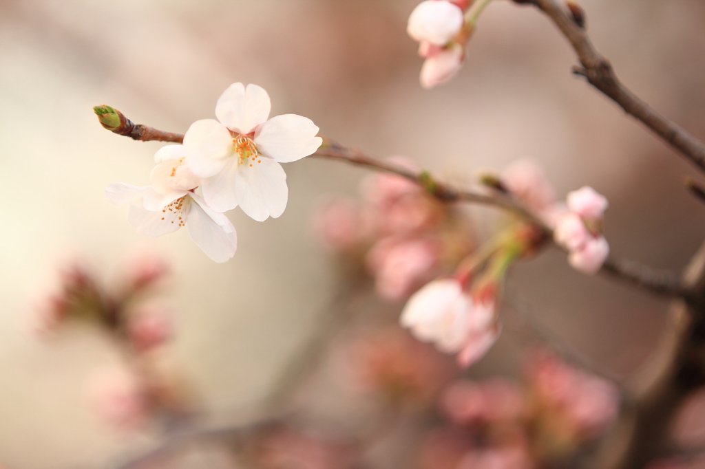 三分咲き桜