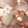 三分咲き桜