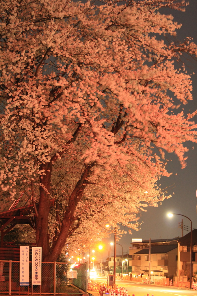 夜桜