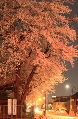 夜桜