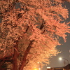 夜桜