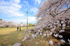 小金井公園の桜